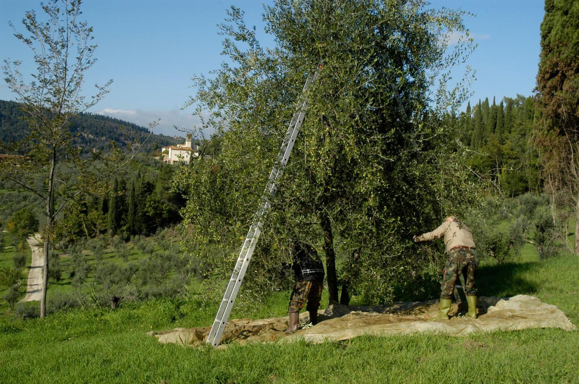 Fattoria Di Maiano Vendégház Fiesole Kültér fotó