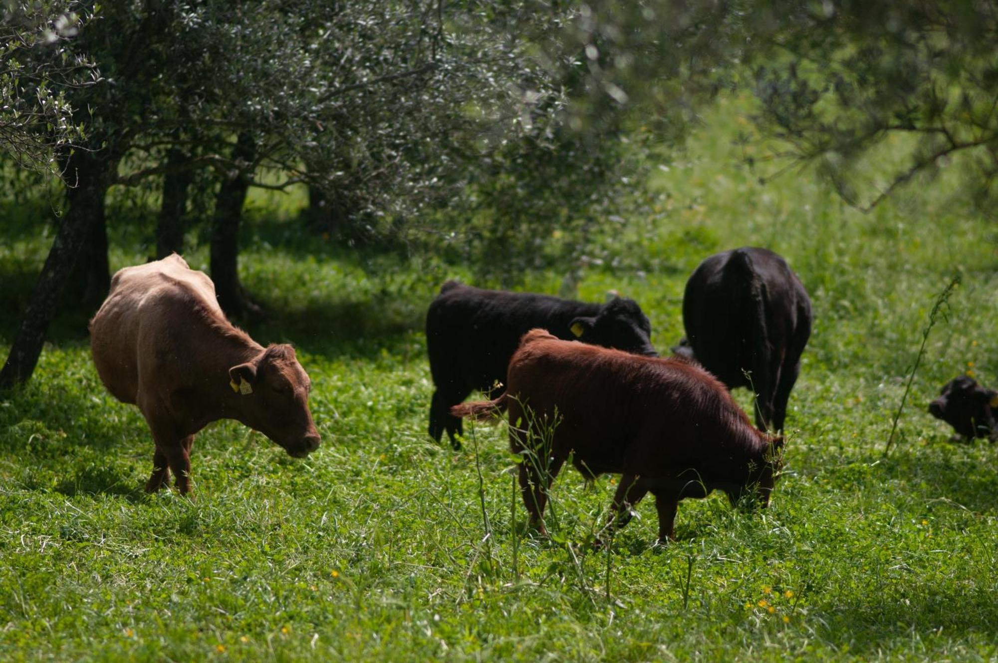 Fattoria Di Maiano Vendégház Fiesole Kültér fotó